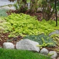 Softscape: What is Included in a Soft Landscape Design?
